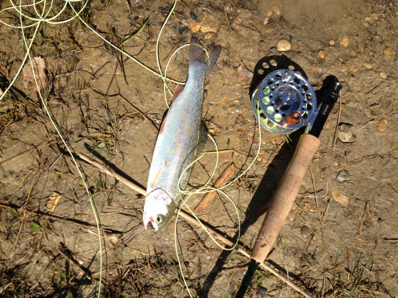 2013 first Rainbow Trout